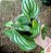 PEPEROMIA MELANCIA (Peperomia argyreia) - P11 - Imagem 1