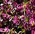 AMAMÉLIS (Loropetalum chinense) - Imagem 3