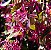 AMAMÉLIS (Loropetalum chinense) - Imagem 1