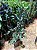 CLERODENDRO COTONETE (Clerodendrum quadriloculare) - Muda com até 1 metro - Imagem 4