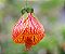 Flor de sino ou Lanterninha (Abutilon pictum) - muda com até 80 cm - Imagem 1