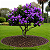 QUARESMEIRA ROXA (Tibouchina granulosa) - Muda com até 1 metro - Imagem 2