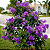 QUARESMEIRA ROXA (Tibouchina granulosa) - Muda com até 1 metro - Imagem 1