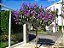 Quaresmeira (Tibouchina granulosa) - Até 60 cm - Imagem 2