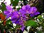 Quaresmeira (Tibouchina granulosa) - Até 60 cm - Imagem 4