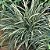 BARBA DE SERPENTE VARIEGATA (Ophiopogon japonicus 'variegata') - Imagem 1