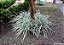 BARBA DE SERPENTE VARIEGATA (Ophiopogon japonicus 'variegata') - Imagem 5