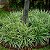 BARBA DE SERPENTE VARIEGATA (Ophiopogon japonicus 'variegata') - Imagem 2