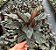 Maranta Riscada ou Calathea ornata - Pote 17 - Imagem 2