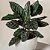 Maranta Riscada ou Calathea ornata - Pote 17 - Imagem 1