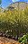 BAMBU DE JARDIM (Bambusa gracilis) - Muda com 1 m a 1,20 m - Imagem 8