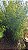 BAMBU DE JARDIM (Bambusa gracilis) - Muda com 1 m a 1,20 m - Imagem 7