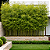 BAMBU DE JARDIM (Bambusa gracilis) - Muda com 1 m a 1,20 m - Imagem 2