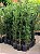 PODOCARPO (Podocarpus macrophyllus) - Muda com até 1,50m - Imagem 3