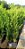 Podocarpo com 1.5m (Podocarpus macrophyllus) - Imagem 1