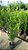 Podocarpo com 1.5m (Podocarpus macrophyllus) - Imagem 2