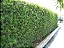 PODOCARPO (Podocarpus macrophyllus) - Muda com 1 metro - Imagem 1