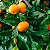 PONCÃ (Citrus reticulata) - Até 1 metro - Imagem 1