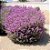 CHUVA DE PRATA (Leucophyllum frutescens) - Muda com 30 a 40 cm - Imagem 3