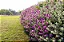 CHUVA DE PRATA (Leucophyllum frutescens) - Imagem 3