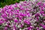 CHUVA DE PRATA (Leucophyllum frutescens) - Imagem 1