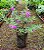 CHUVA DE PRATA (Leucophyllum frutescens) - Muda com 30 a 40 cm - Imagem 6
