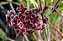 Flor de Cera Negra (Hoya carnosa black) - Cuia 21 - Imagem 1