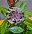 Flor de Cera Negra (Hoya carnosa black) - Cuia 21 - Imagem 2
