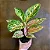 Aglaonema ‘Cocomelon’ - Imagem 1