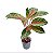 Aglaonema ‘Cocomelon’ - Imagem 2