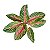 Aglaonema ‘Cocomelon’ - Imagem 3