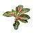 Aglaonema ‘Cocomelon’ - Imagem 4