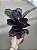 Maranta Rubi ou Calathea sp. ‘Rubi’ - Pote 12 - Imagem 3