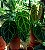 Anthurium crystallinum - Imagem 2