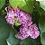 ASTRAPÉIA (Dombeya wallichii) - Imagem 1