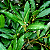LOURO (Laurus nobilis) – Muda com até 1,20 m - Imagem 1