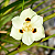 MORÉIA (Dietes iridioides x bicolor) - Muda - Imagem 2