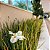 MORÉIA (Dietes iridioides x bicolor) - Muda - Imagem 7