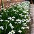 MORÉIA (Dietes iridioides x bicolor) - Muda - Imagem 1