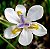 MORÉIA (Dietes iridioides x bicolor) - Muda - Imagem 3