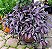 Escudo Persa (Strobilanthes dyerianus) - Muda com até 30 cm - Imagem 2