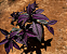 Escudo Persa (Strobilanthes dyerianus) - Muda com até 30 cm - Imagem 3