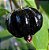 Pitanga Preta Enxertada (Eugenia uniflora) - Imagem 1