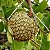 Marolo (Annona crassiflora) - Muda com até 60 cm - Imagem 2
