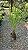BUTIÁ (Butia odorata) - Muda com até 80 cm - Imagem 5