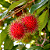 RAMBUTAN (Nephelium lappaceum) - Muda com até 80 cm - Imagem 2