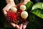 Rambutan (Nephelium lappaceum) - Até 60 cm - Imagem 2