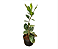 Norantea (Norantea brasiliensis) - Até 60 cm - Imagem 3
