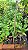 CHÁ VERDE (Camellia sinensis) - Muda com até 60 cm - Imagem 2