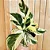 Maranta ou Calathea Yellow Fusion - Pote 17 - Imagem 1